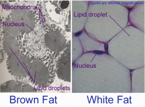 Brown Fat Humans 98